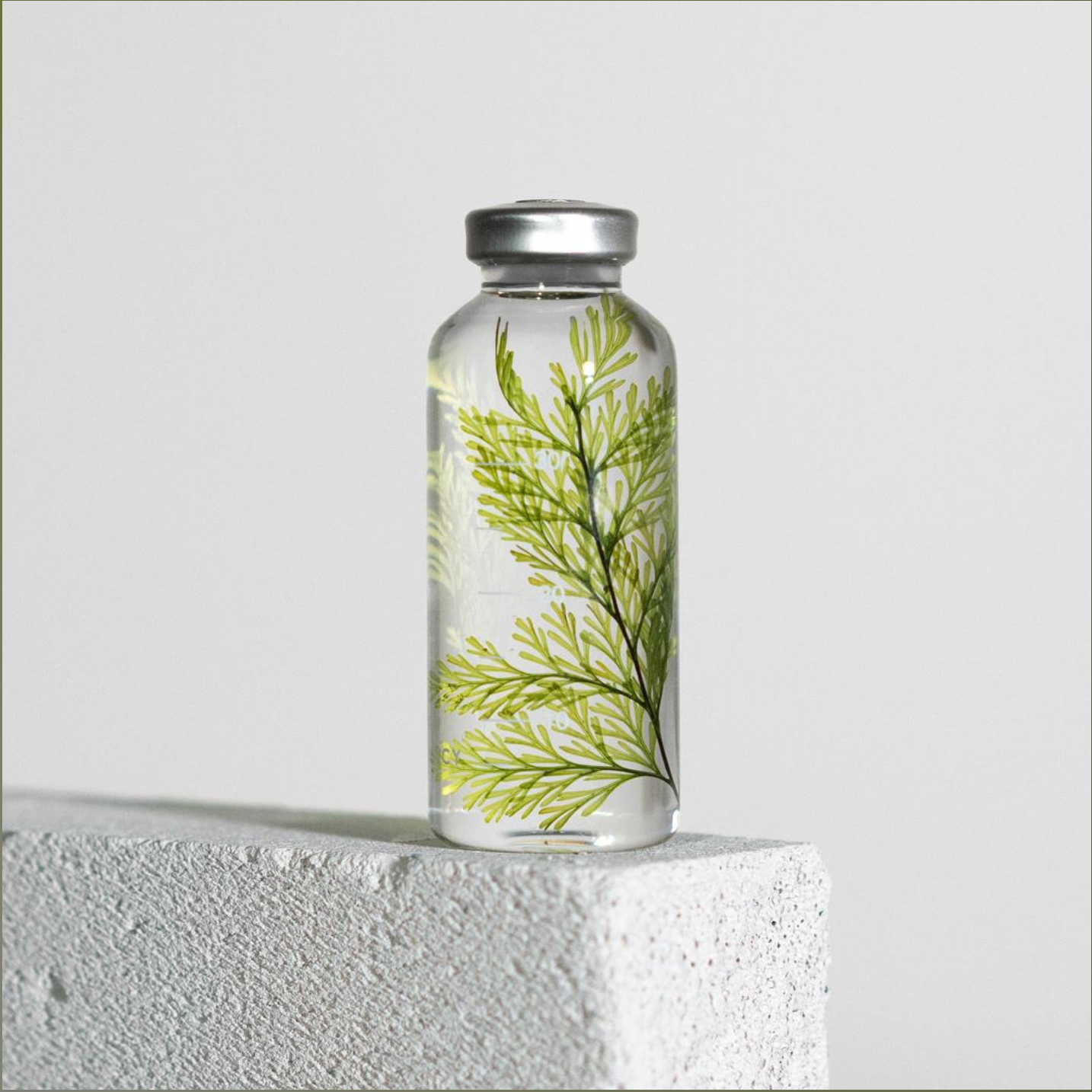 Bottle Plant - Tabaria fern